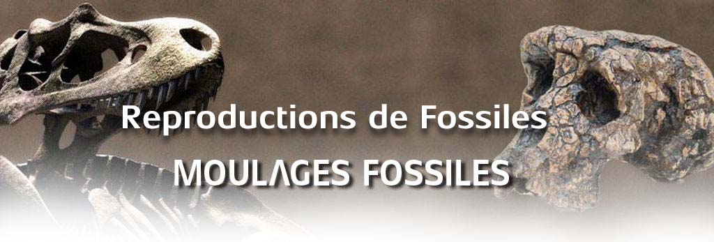 moulages-fossiles.com