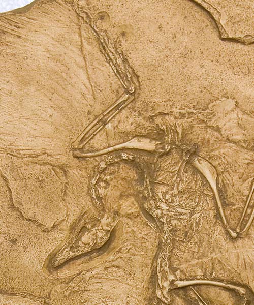 Reproduction Fossile archaeopteryx
