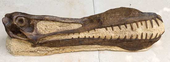 Reproduction Fossile reptile volant Anhanguera