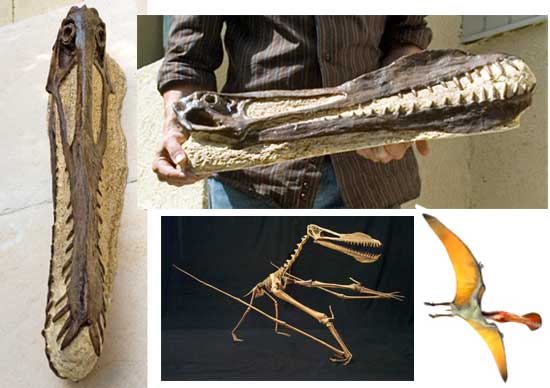 Reproduction Fossile reptile volant Anhanguera blittersdorfi