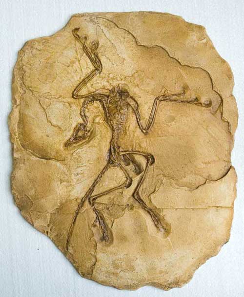 ARCHAEOPTERYX platre