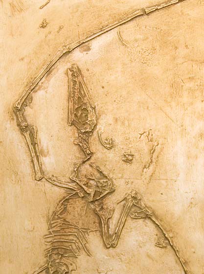 Reproduction Fossile campylognathoides