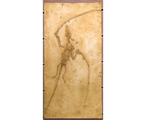 Reproduction Fossile reptile volant Campylognathoides