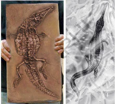 Reproduction Fossile crocodile prehistorique