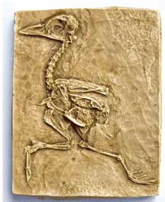 Reproduction Fossile oiseu prehistorique Gallinuloides