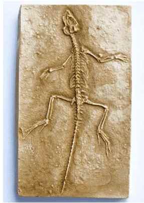 Reproduction Fossile reptile homeosaurus
