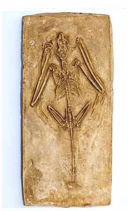 Reproduction Fossile Icaronycteris