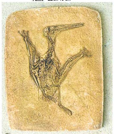 Reproduction Fossile reptile volant Pterodactylus Kochi