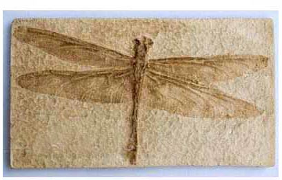 Reproduction Fossile Protolindenia