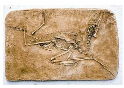 Reproduction Fossile oiseau prehistorique Puffin
