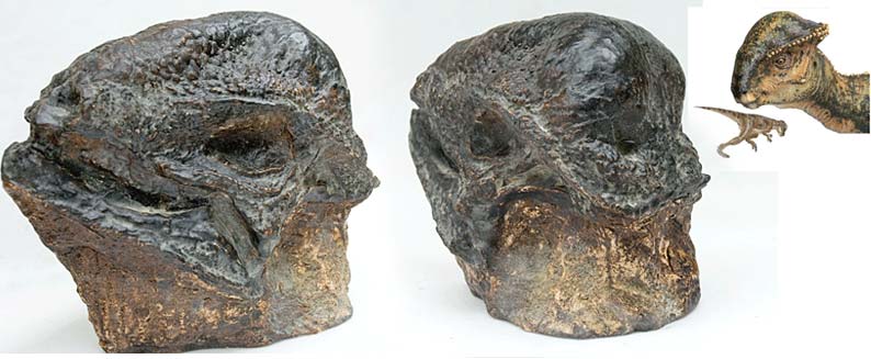 Reproduction Fossile dinosaure stegoceras