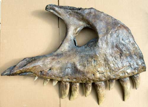 Reproduction Fossile dinosaure t-rex